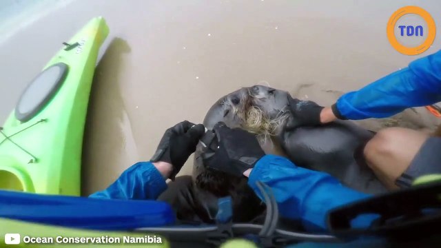 Ils sauvent deux otaries piégées ensemble à cause d'une ligne de pêche
