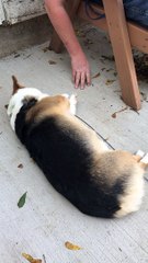 Corgi Demands That Scratches Continue