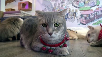 "中 우한 고양이 15%, 코로나 항체반응" / YTN