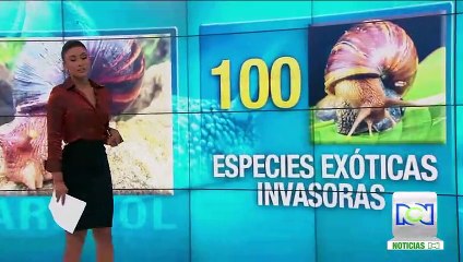 Alarma en el sur del Chocó por la aparición del caracol grande africano
