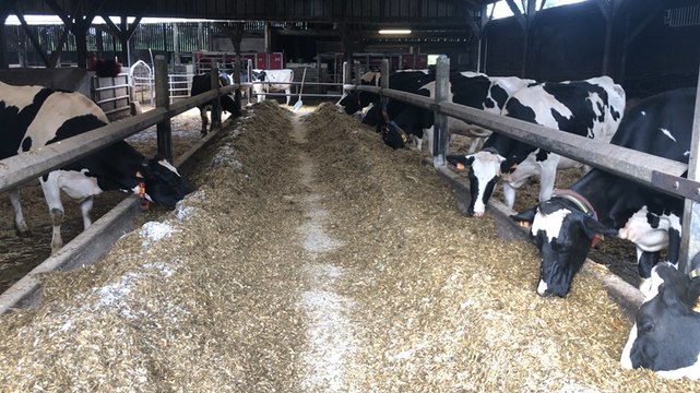 Les canettes aluminium et les vaches