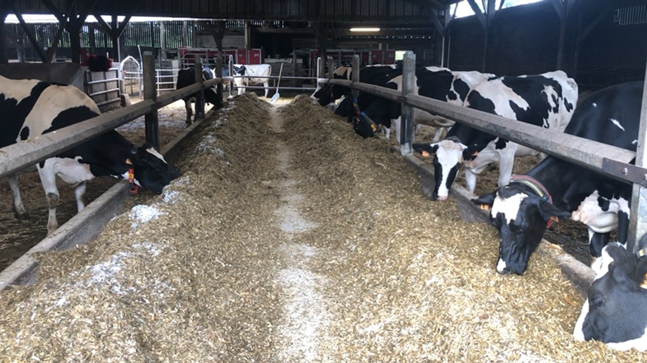 Les canettes aluminium et les vaches