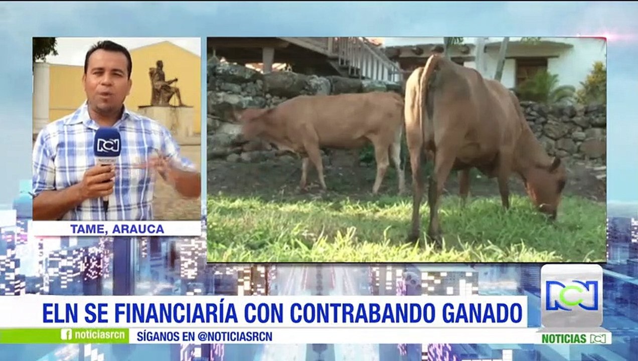 ELN habría ingresado al país ganado contaminado con fiebre aftosa