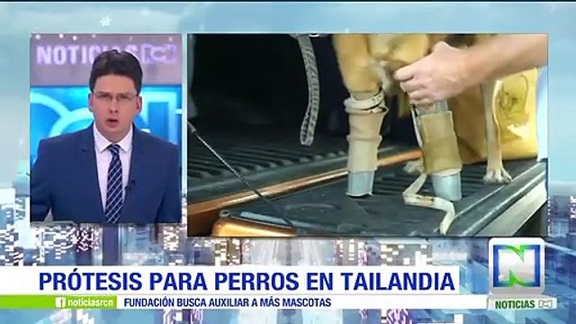 Cola, el perro tailandés que volvió a caminar gracias a unas prótesis