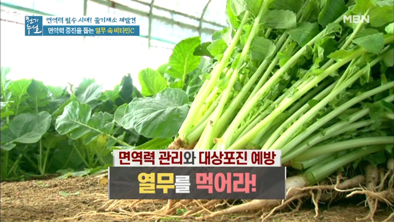면역력에 좋은 비타민C 풍부한 [열무]