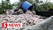 Breeder suffers losses after four tonnes of red tilapia found dead