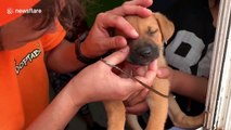 Orphan puppy given instant relief from pain after sharp foxtail removed from eye at Mexican shelter