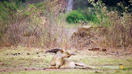 Big Cat Country :The Invasion Begins