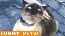 Funniest Pets & Animals of the Week Compilation May 2018 _ Hilarious Try Not to Laugh Animals Fail