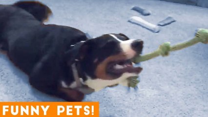 Funniest Pets & Animals of the Week Compilation May 2018 _ Hilarious Try Not to Laugh Animals Fail