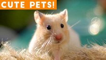 Cutest Pets of the Week Compilation May 2018 _ Funny Pet Videos