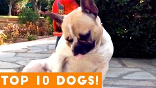 Top 10 Funniest Dog Breed 2018 _ Funny Pet Videos