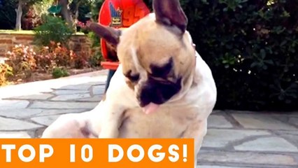 Top 10 Funniest Dog Breed 2018 _ Funny Pet Videos