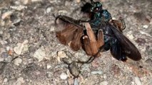 Tarantula hawk comes out on top in brutal showdown with huge spider