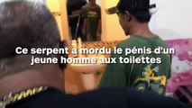 Un serpent lui mord les parties intimes aux toilettes