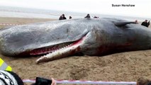 Cuatro ballenas muertas en playas de Inglaterra
