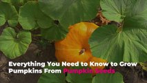 Everything You Need to Know to Grow Pumpkins From Pumpkin Seeds