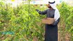 The UAE’s sustainable food plan involves growing rice & developing ‘soil’