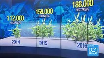 Analistas indican que índice de incremento de cultivos de coca en 2016 es menor que el de 2015