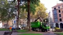 Operarios municipales podan las palmeras de Jardines Albia