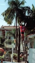 Cut Palm Tree Takes the Ladder Down with It