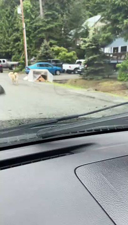 Doggy Finds a Peculiar Bone