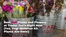 Best Fall Plants and Flowers at Trader Joe’s Right Now (Yes, Yogi Skeleton Air Plants Are