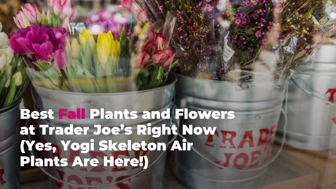 Best Fall Plants and Flowers at Trader Joe’s Right Now (Yes, Yogi