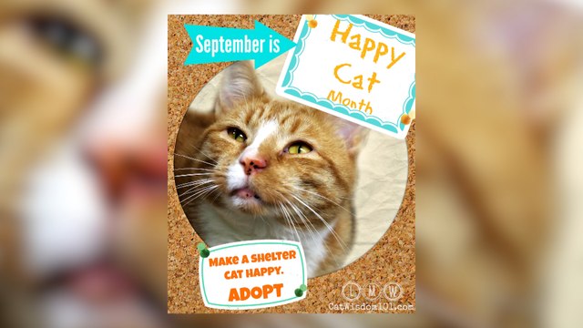 Yavapai Humane Society Cat Adoptions