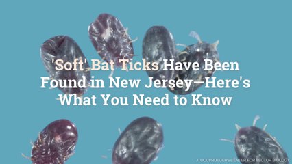 'Soft' Bat Ticks Have Been Found in New Jersey—Here's What You Need to Know