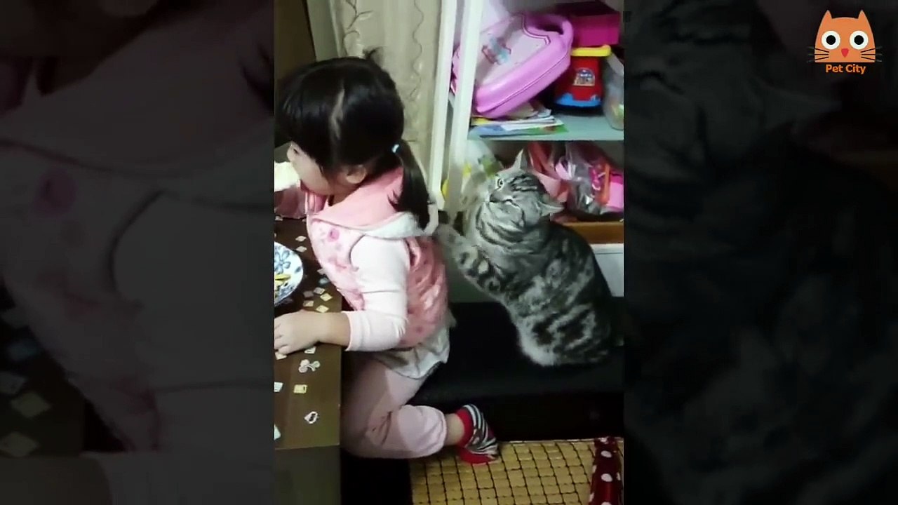 08  Trate de no reírse - Videos divertidos de gatos y perros