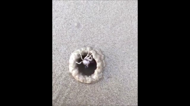 Ce crabe bâtit sa maison de sable en quelques secondes