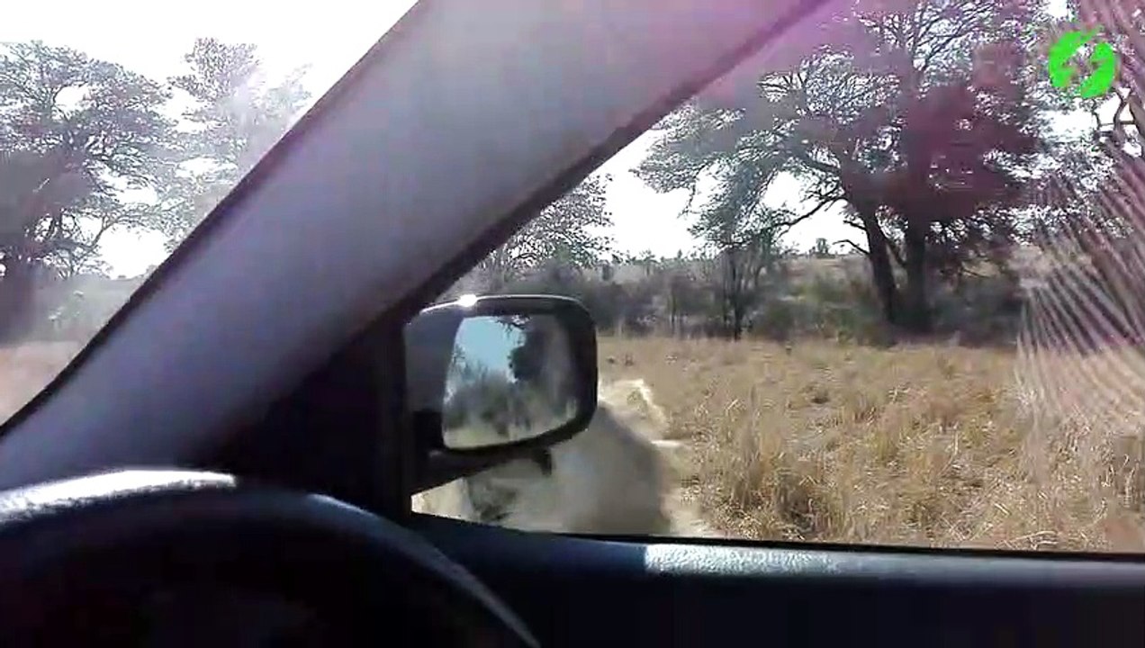 Un lion gourmand veut goutter au rétroviseur