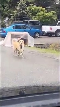 Quand ton chien te remmène un os un peu bizarre...