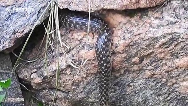 Tir à la corde façon serpent... Qui aura le poisson???