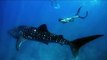 Elle nage avec un requin baleine aux Maldives... images magnifiques
