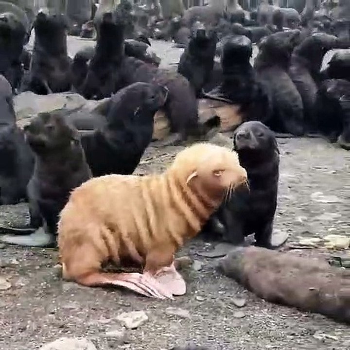 Ce bébé phoque albinos fait peur aux autres bébés phoques... vilain petit canard
