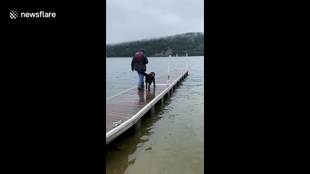 Hilarious moment Newfoundland dog is too excited and falls in water