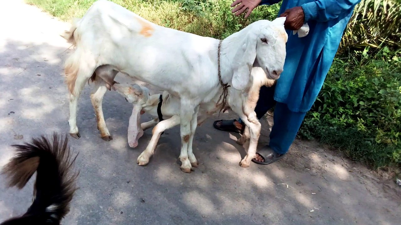 Goat meeting in pakistan my village