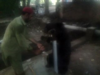 bear washing in hand pump in my village