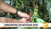 A través de la tecnología buscan mejorar la productividad de los caficultores