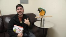 5 Myths About Parrots Debunked