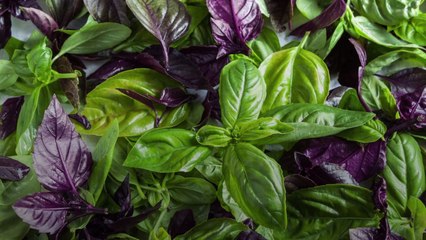 The 4 Types of Basil You Should Know