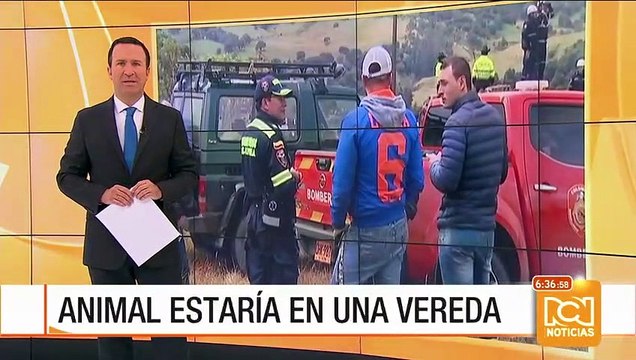 Buscan en Cundinamarca un oso de anteojos que se perdió del Parque Chingaza