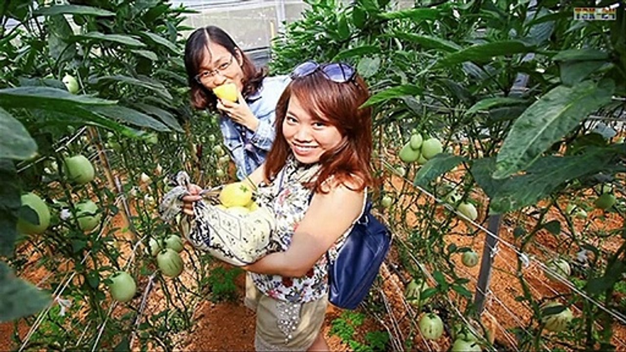 WOW! Amazing Agriculture Technology - Pepino Melon