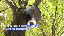 A Paris, écouter les arbres chanter dans le jardin du Palais Royal