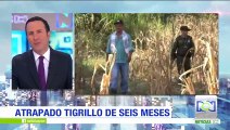 Campesinos de Tolima rescataron a un tigrillo cuando estaba acorralado por perros