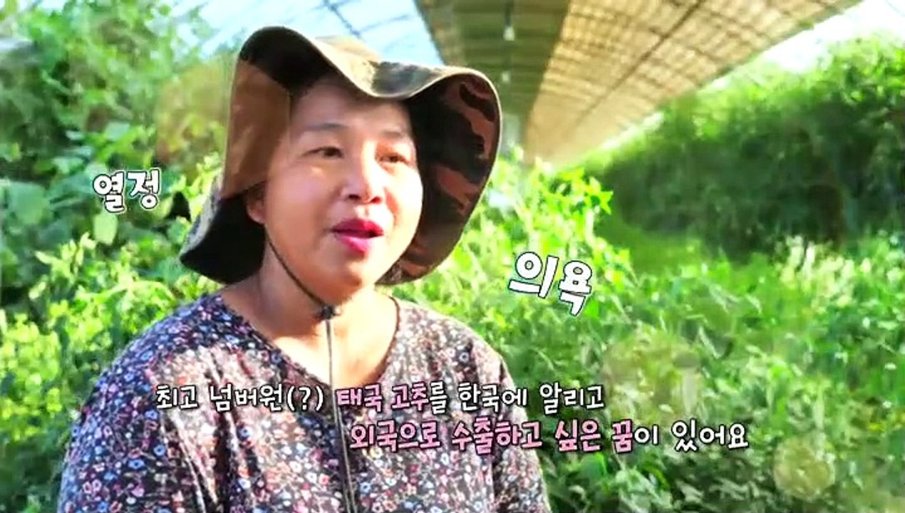 [하모니] 태국의 채소를 알리다! 억척 농부 유정 씨 - 1부