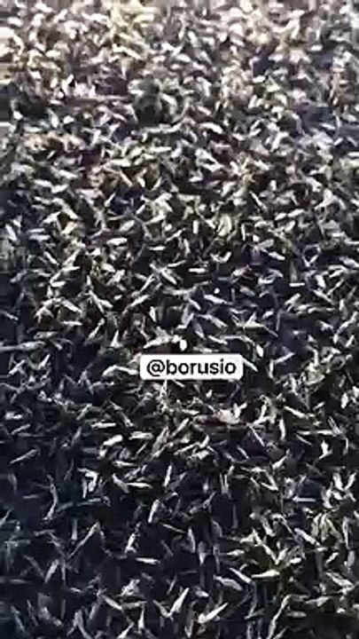 Cama de insectos