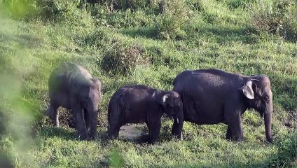 a family of elephant roaming at a grassland